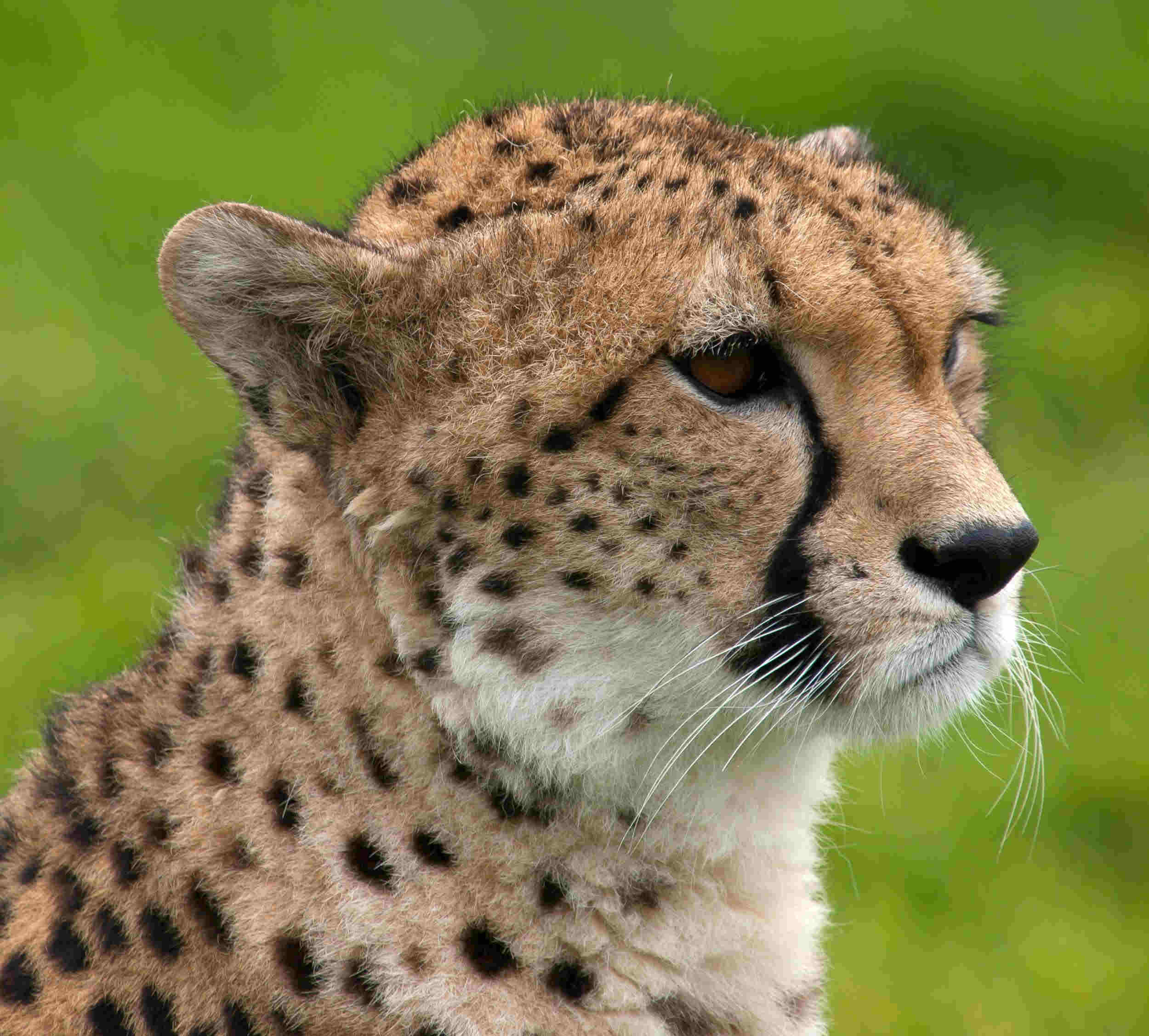 cheetah image