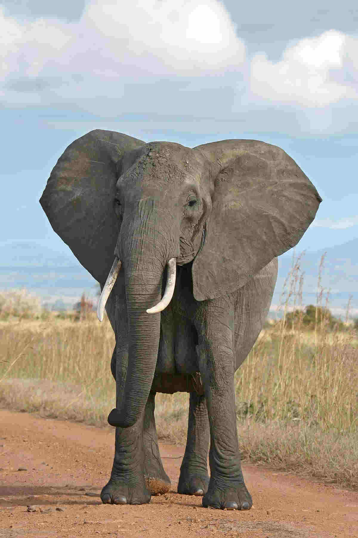 elephant image