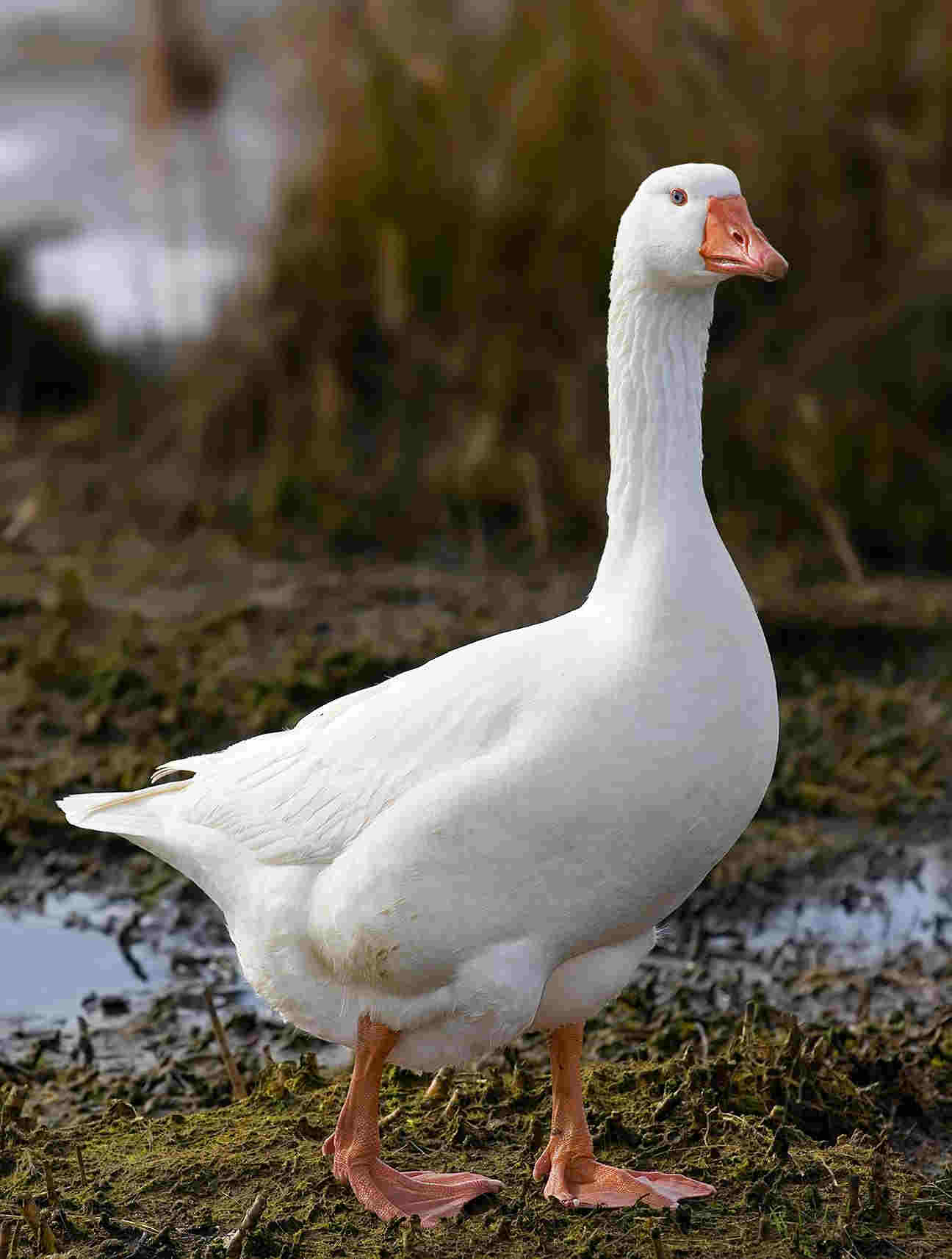 goose image