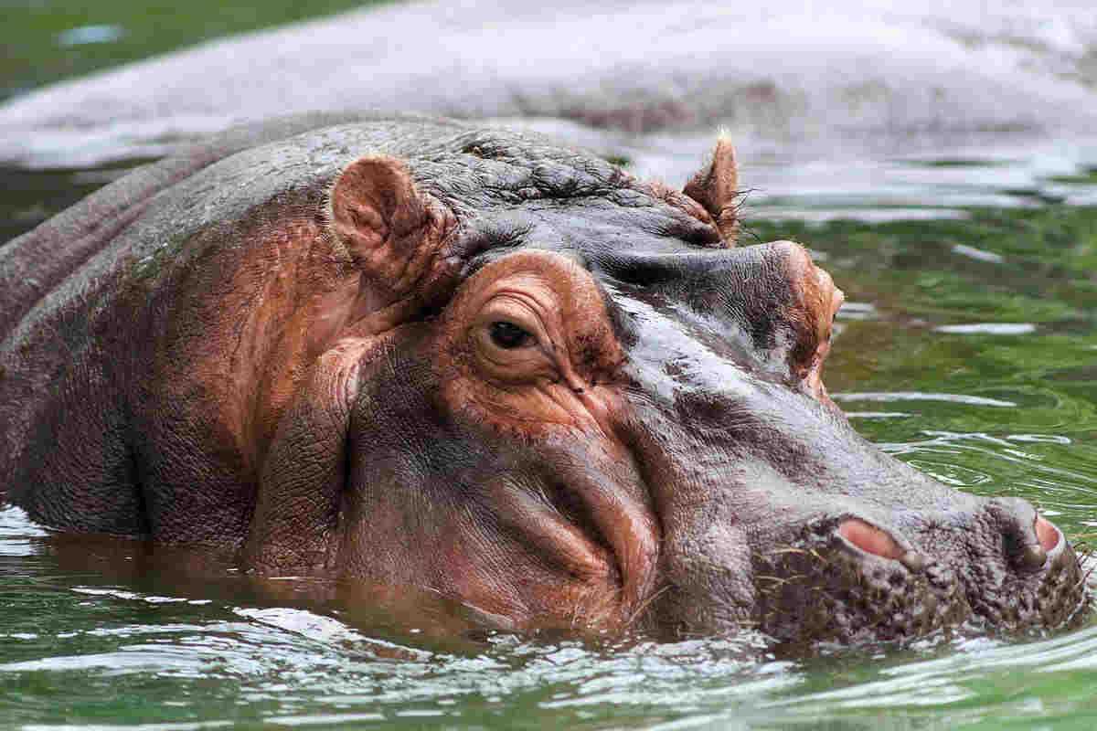 hippo image