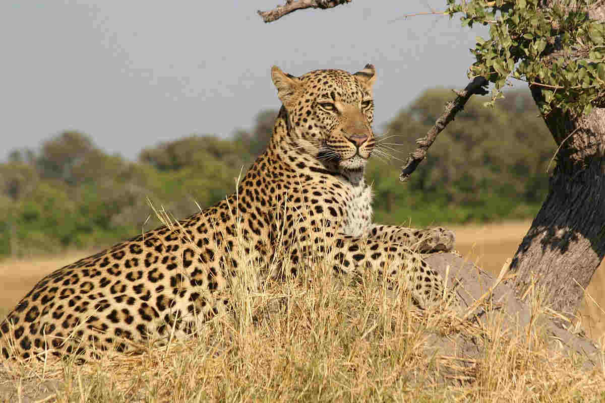 leopard image