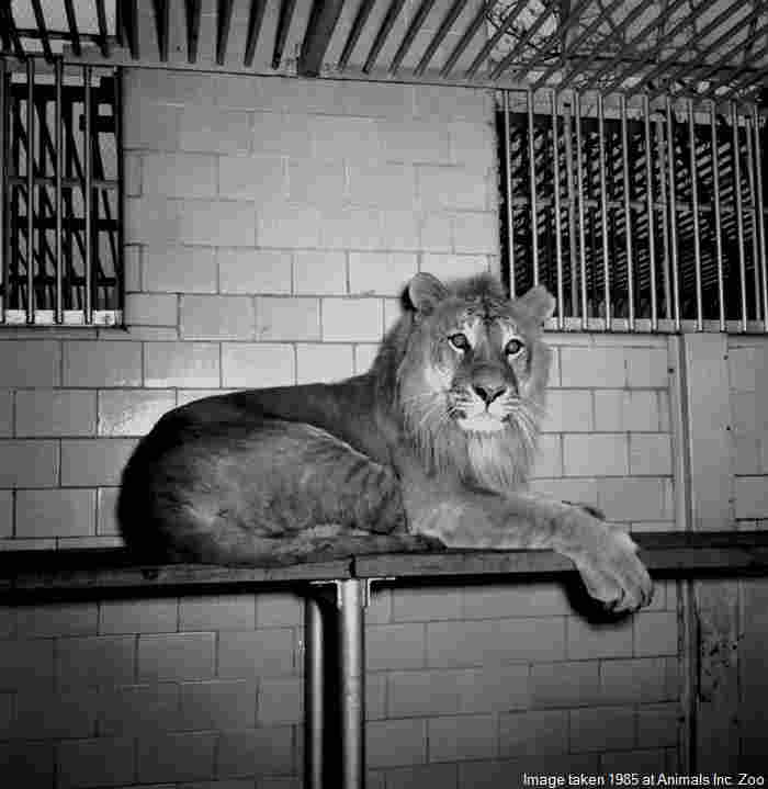 b/w image of old lion, with "Image taken
            1985 at Animals Inc. Zoo" superimposed in bottom right
            corner.