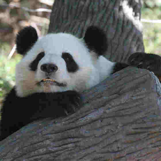 panda image