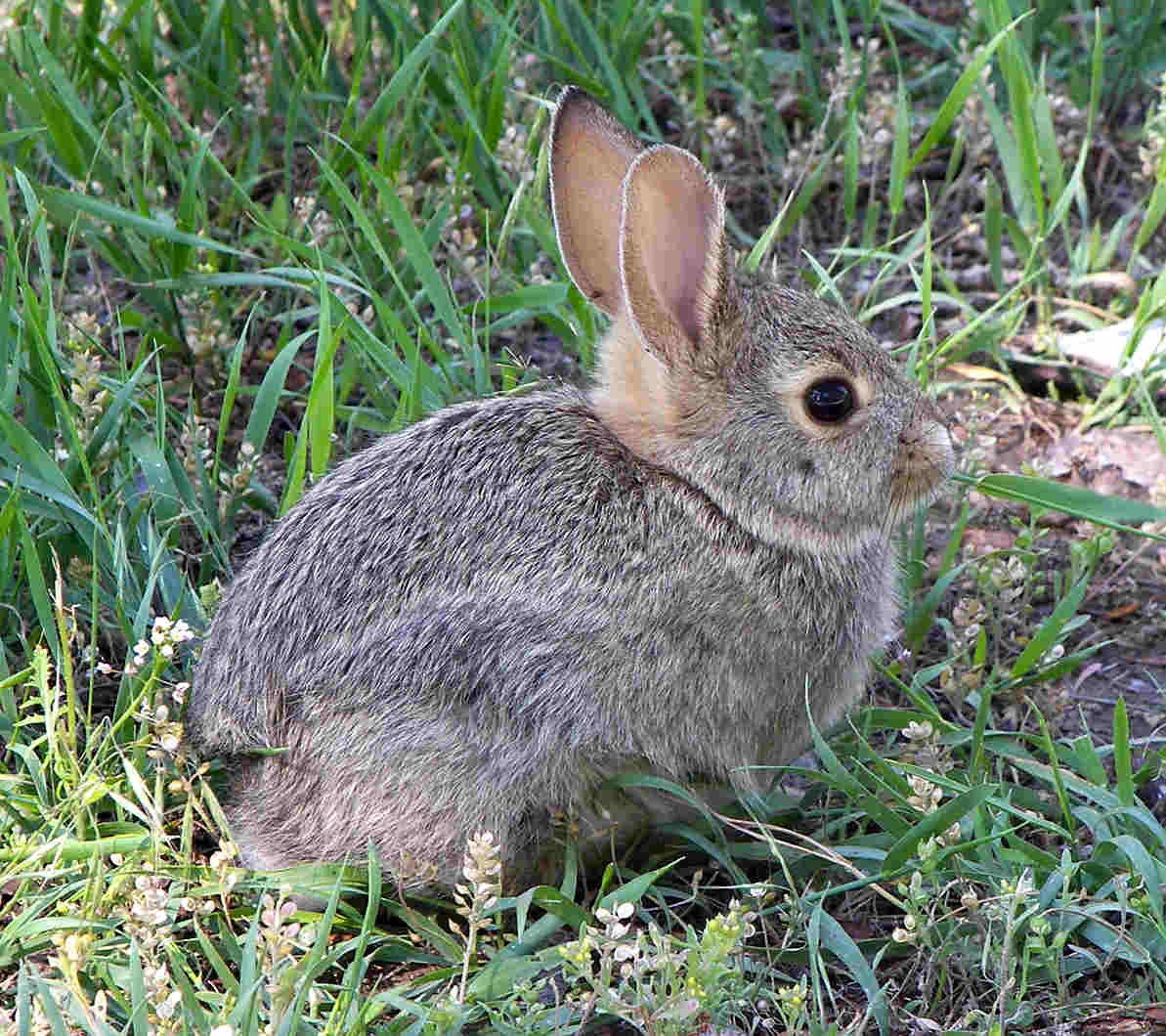 rabbit image