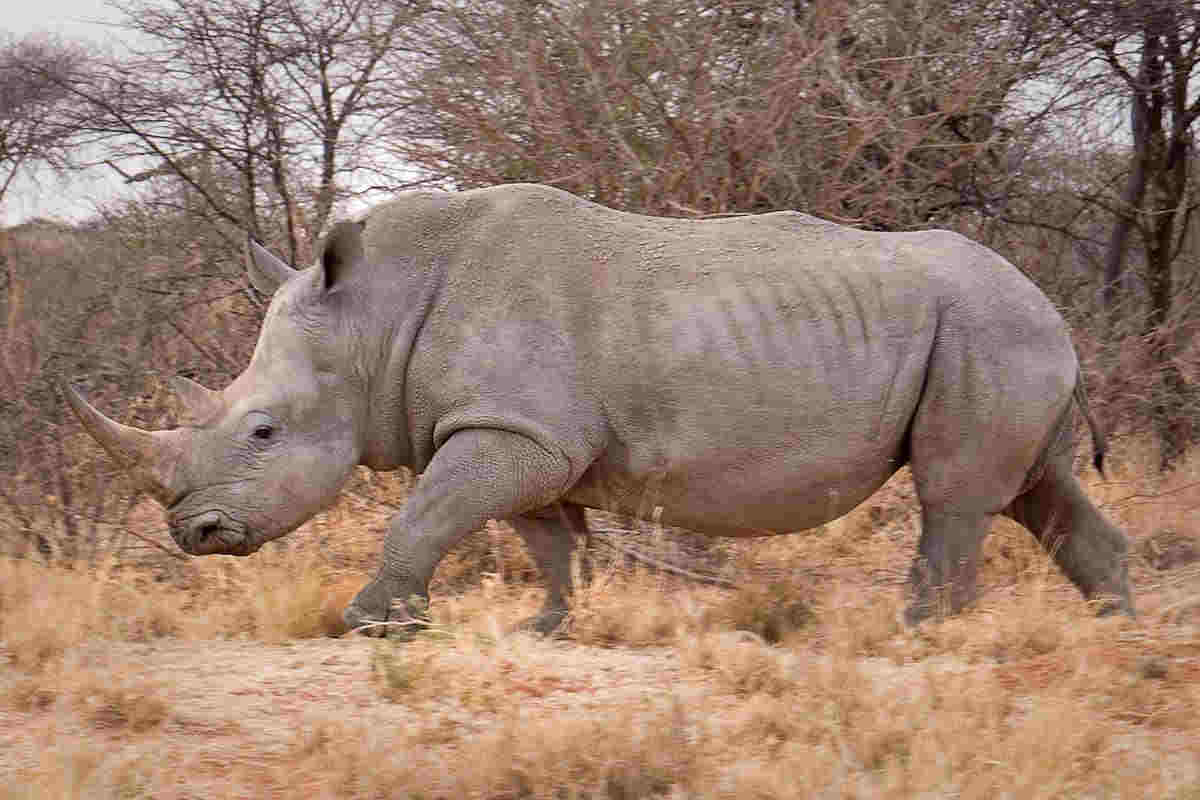 rhino image