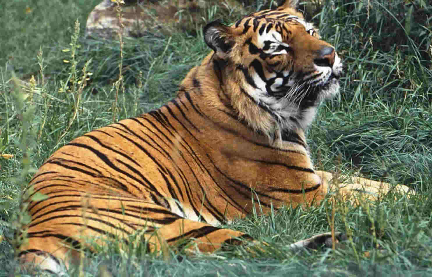 tiger image